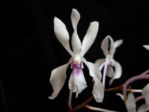 <i>Vandoglossum</i> Doctor Judy