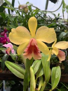 Cattleya dowiana-Beaufort