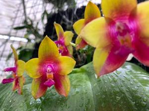 <i>Phalaenopsis</i> Blue Ridge Dragon