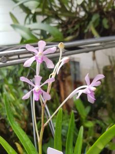 Vanda Menehune Charm