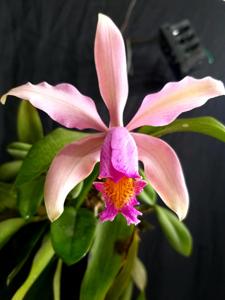 Cattleya Super-forbesii