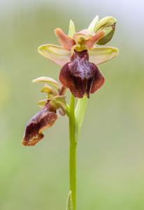 Ophrys aveyronensis-lutea