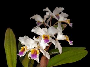 <i>Cattleya</i> The Pearl