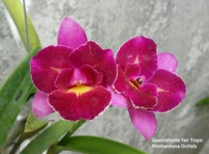 Guaricattonia Yen Tropic