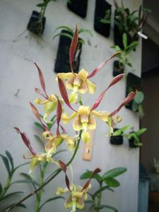 Dendrobium Green Viper