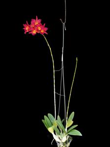 Brolaelianthe CF Cherise