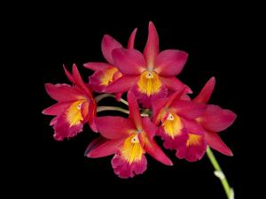 Brolaelianthe CF Cherise