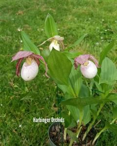 Cypripedium Philipp