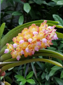 Perreiraara Bangkok Sunset