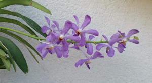 <i>Ramasamyara</i> Jairak Blue