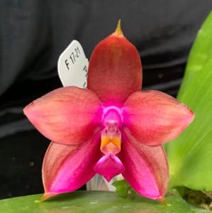 Phalaenopsis Pylo's Dena