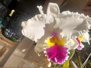 Rhyncholaeliocattleya Samba Trend
