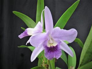 <i>Cattlianthe</i> Sky Blue Brazil