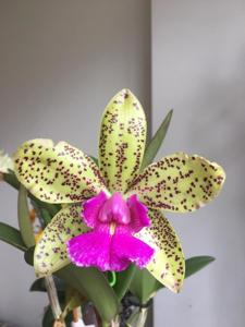 Rhyncholaeliocattleya Waianae Leopard-Pão de Açúcar