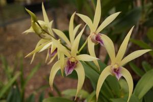 <i>Dendrobium</i> Elegant Eagle