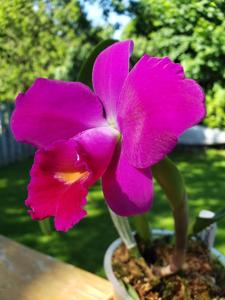 <i>Cattleya</i> Lady Rebecca