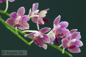 Phalaenopsis Christine Magro