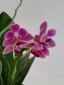 Phalaenopsis Christine Magro
