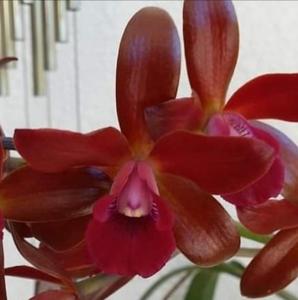 Cattlianthe Sagarik Wax