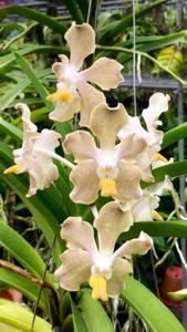 Vanda Doctor Goh Keng Swee
