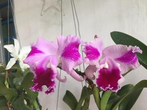 Cattleya Bangkok Bazaar