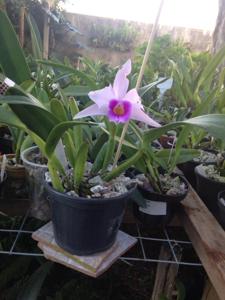 <i>Cattleya</i> purpurata-alaorii