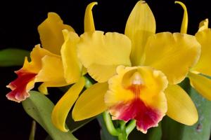 Rhyncattleanthe Lemon Drop