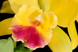 Rhyncattleanthe Lemon Drop