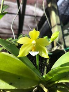 Phalaenopsis Memoria Chan Chee-Keong