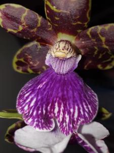 <i>Zygopetalum</i> Firewater