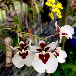 Rodrumnia Helmut Rohrl