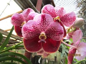 Vanda Kitman's Joy