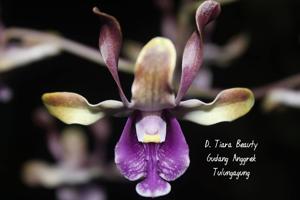 Dendrobium Tiara Beauty