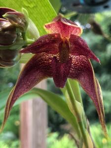 <i>Bulbophyllum</i> reticulatum-mandibulare
