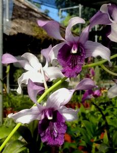 Dendrobium Indonesia Raya