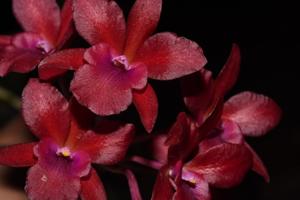 Brolaelianthe CF Cherise