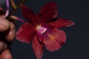 Brolaelianthe CF Cherise