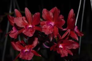 Brolaelianthe CF Cherise