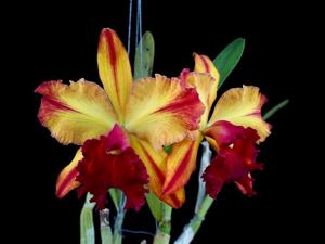 Rhyncholaeliocattleya Toshie Aoki
