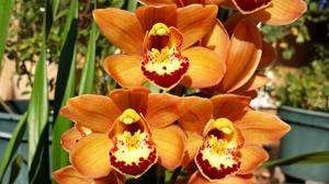Cymbidium Stone Free