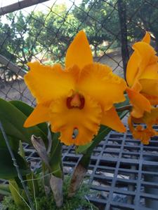 Rhyncholaeliocattleya Shiang-Chuen Joyance