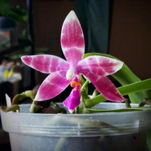 Phalaenopsis Violet Charm