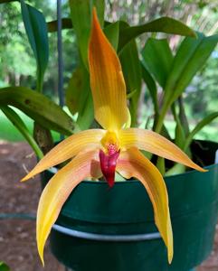 Bulbophyllum Frank Smith