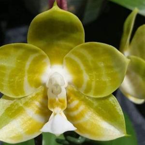 Phalaenopsis Mituo Reflex King