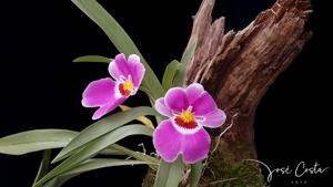 Miltoniopsis Second Love