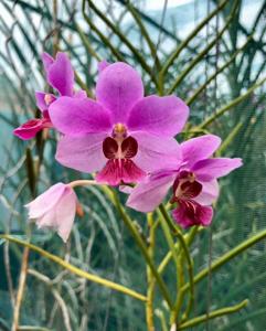<i>Papilionanda</i> Rania Rahardja