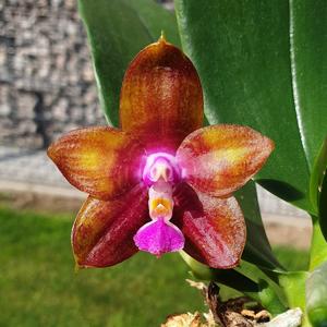 <i>Phalaenopsis</i> Norman's Dragon Tree