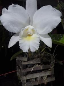 Cattleya Gloria Macapagal Arroyo