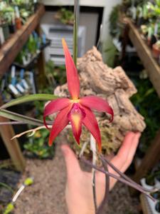 <i>Brassocattleya</i> James Pinkney