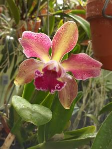 Rhyncholaeliocattleya SunCoast Wolf Leopard